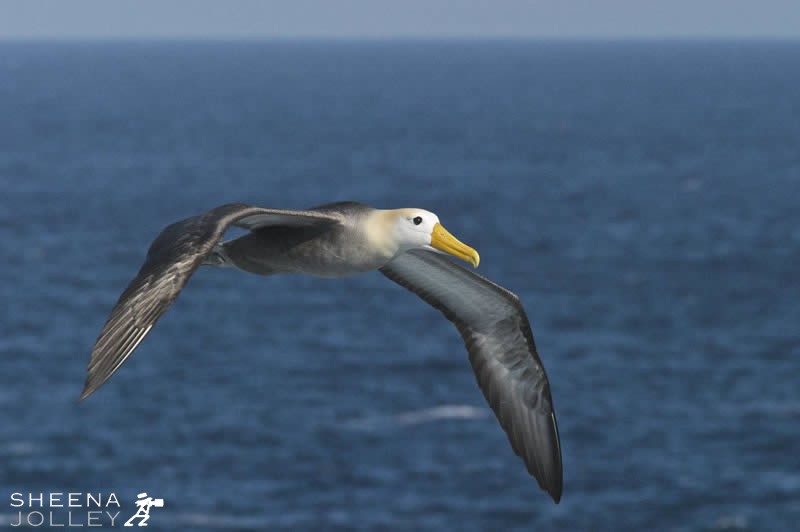 Waved Albatross.jpg - The world's entire population of Waved Albatross come to the Galapagos purely to breed. They come specifically to Punta Suarez on Hood Island which is a flat open area near high cliffs that face into the prevailing winds. Take-off is achieved by running into the wind or simply dropping off the cliff and opening their great wings.